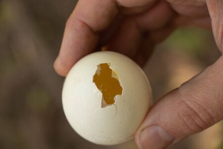 male hand holds homemade chicken egg with a holeの写真素材