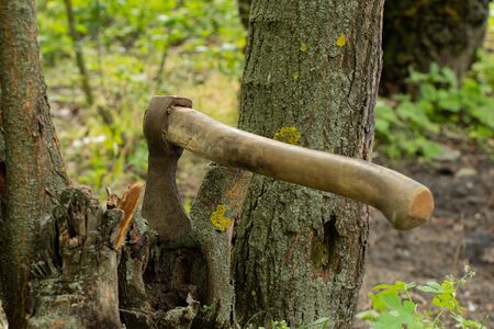 old ax sticks out in a tree in a forest in the sun on a grass backgroundの写真素材