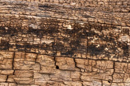 texture of an old tree in a forest closeupの写真素材