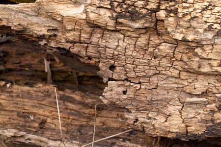 texture of an old tree in a forest closeupの写真素材