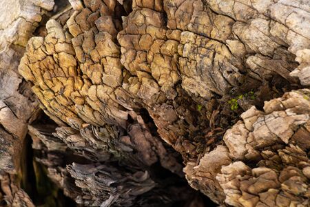 texture of an old tree in a forest closeupの写真素材