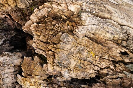 texture of an old tree in a forest closeupの写真素材