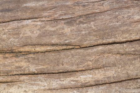 texture of an old tree in a forest closeupの写真素材