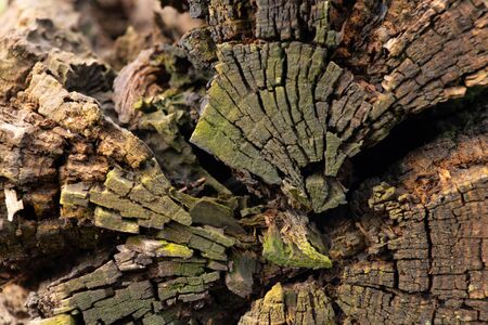 texture of an old tree in a forest closeupの写真素材