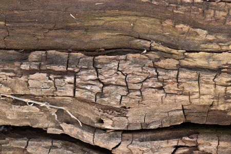 texture of an old tree in a forest closeupの写真素材