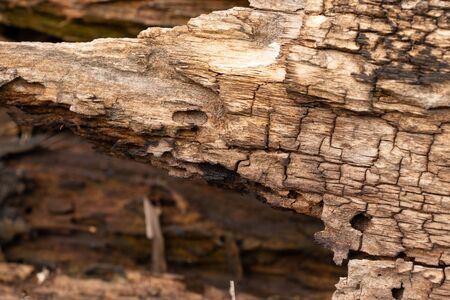 texture of an old tree in a forest closeup