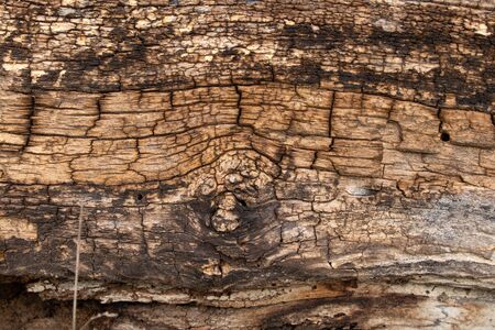 texture of an old tree in a forest closeupの写真素材