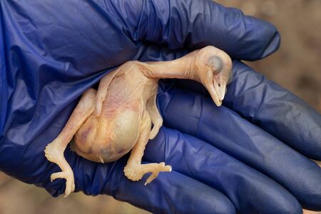 dead bird chick falling out of the nest,の写真素材