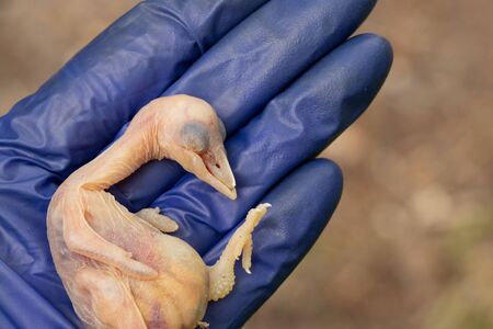 dead bird chick falling out of the nest,