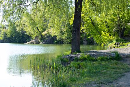 willow tree on the shore of a quarry in the springの写真素材