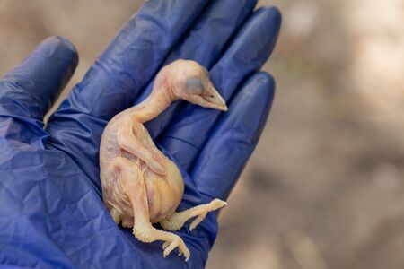 dead bird chick falling out of the nest,の写真素材