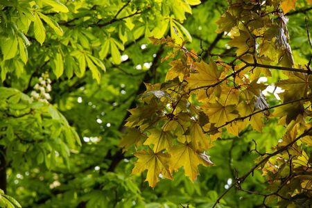maple tree in spring as a backgroundの写真素材