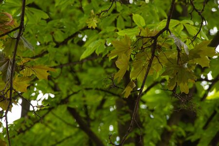 maple tree in spring as a backgroundの写真素材