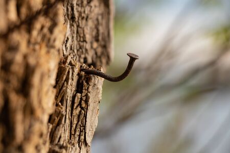 bent hook-shaped nail on a tree bark close-upの写真素材