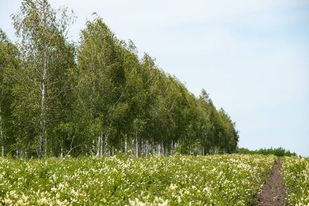 young birch trees along the trail in the spring field in Ukraine againstの写真素材