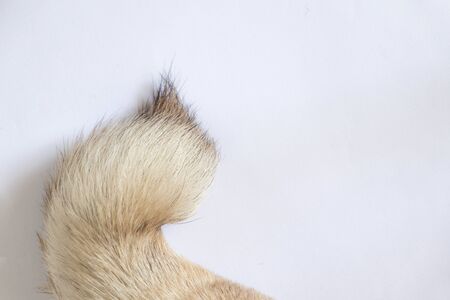 pug dog tail on white background close-upの写真素材