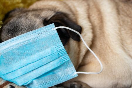 pug dog in medical mask on home quarantineの写真素材