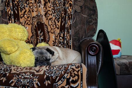 pug dog sleeping on a chair in the room duringの写真素材
