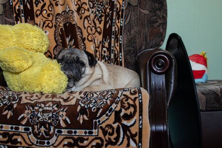 pug dog sleeping on a chair in the room duringの写真素材