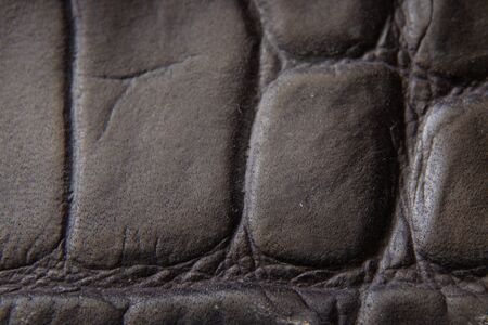 black crocodile skin photo as backgroundの写真素材