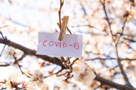 Kovid - 19 word in English written in red on a white leaf weighs on an apricot in the spring in Ukraine during the pandemicの写真素材
