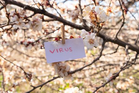 virus word in English written in red on a white leaf weighs on an apricot in the spring in Ukraine during the pandemicの写真素材