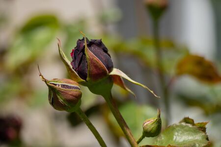 rose flowers in the spring garden in the sunの写真素材