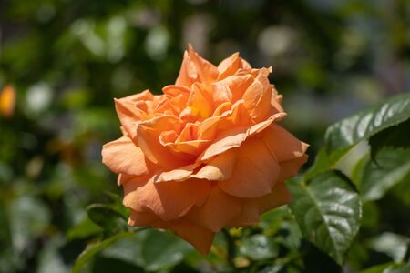 rose flowers in the spring garden in the sunの写真素材