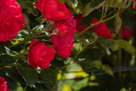 rose flowers in the spring garden in the sunの写真素材