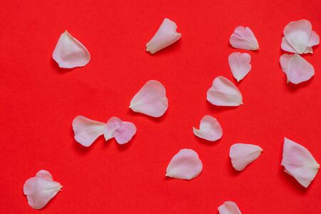 tea rose petals scattered on a red backgroundの写真素材