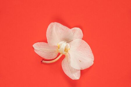 wilted orchid flower on an isolated backgroundの写真素材