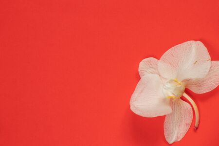 wilted orchid flower on an isolated backgroundの写真素材