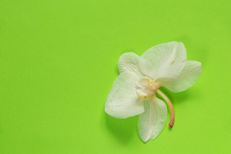 wilted orchid flower on an isolated backgroundの写真素材