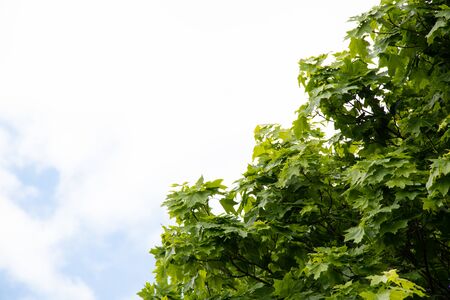 young maple leaves in spring as a backgroundの写真素材