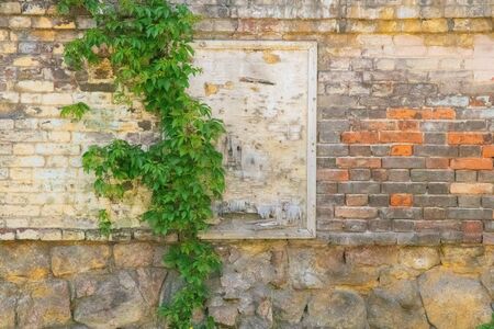 brick wall and wild grapes on the house as a backgroundの写真素材