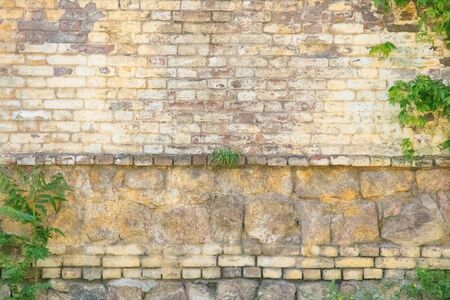 brick wall and wild grapes on the house as a backgroundの写真素材