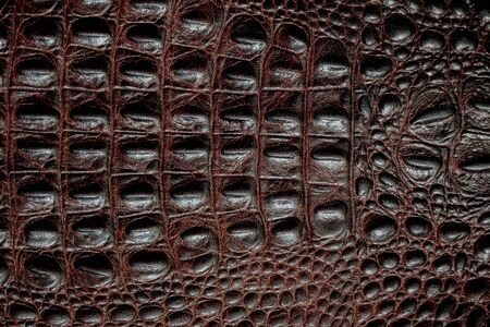 crocodile skin dark brown as backgroundの写真素材