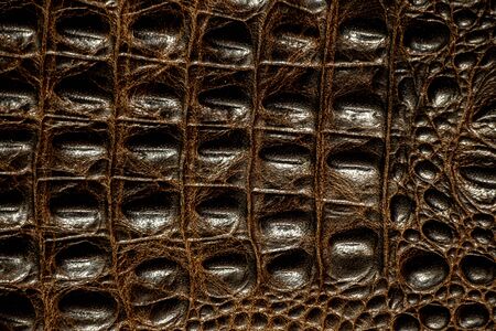 crocodile skin dark brown as backgroundの写真素材