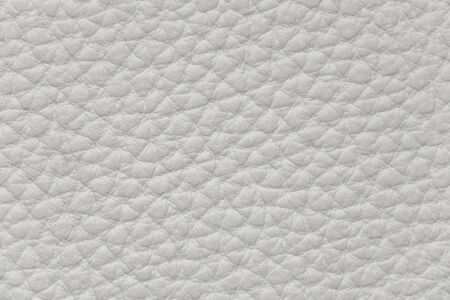 plain light skin of the animal as a backgroundの写真素材