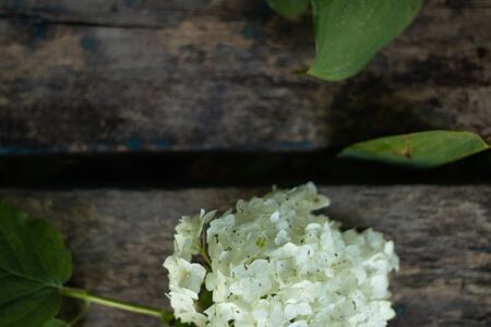 bud of white blooming flowers on wooden backgroundの写真素材