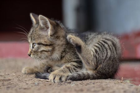 little homeless cat sits on the road in the yard in the springの写真素材