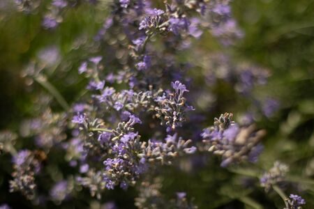 purple wildflowers as spring backgroundの写真素材