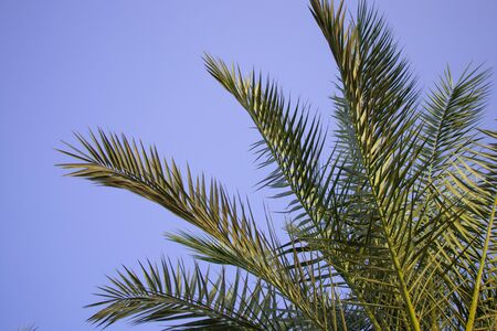 palm tree against the blue sky in sunny weather in Egyptの写真素材
