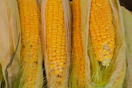 raw young corn in a shop window at the bazaar as backgroundの写真素材