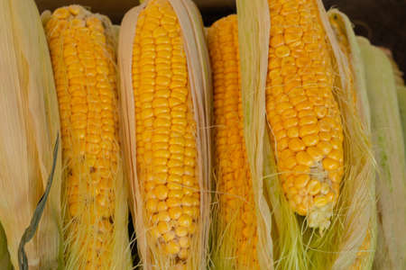 raw young corn in a shop window at the bazaar as backgroundの写真素材