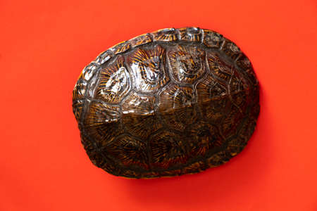 turtle shell on an isolated backgroundの写真素材