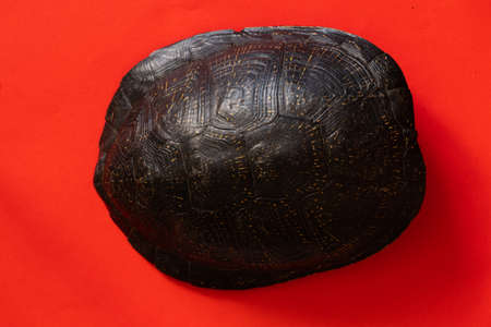 turtle shell on an isolated backgroundの写真素材