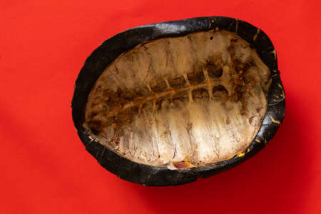 turtle shell on an isolated background