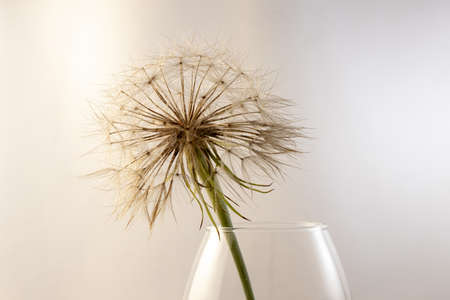 big dandelion on white close upの写真素材