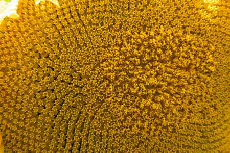 sunflower background close up macro photoの写真素材